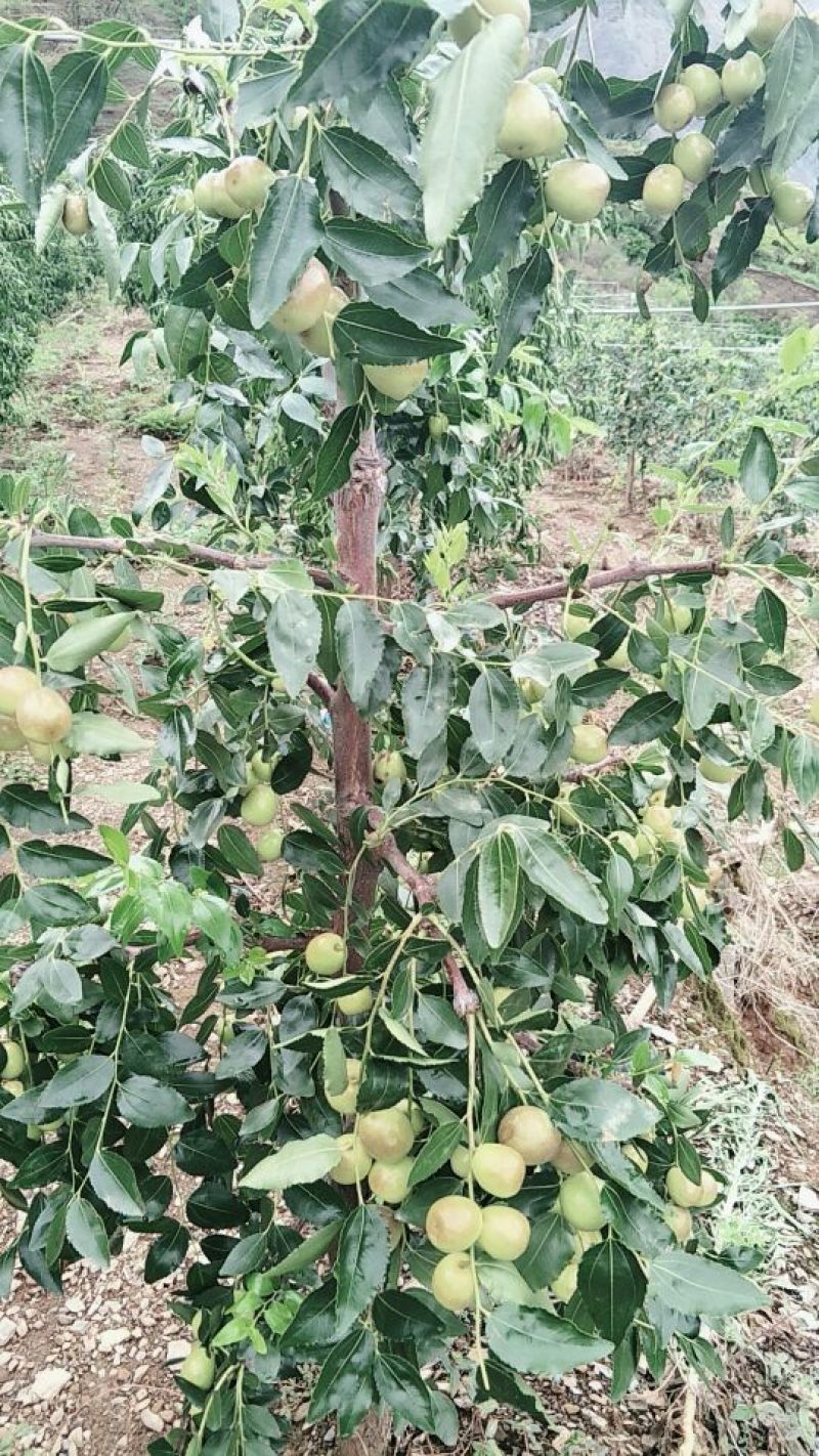 比方大枣以大量上市