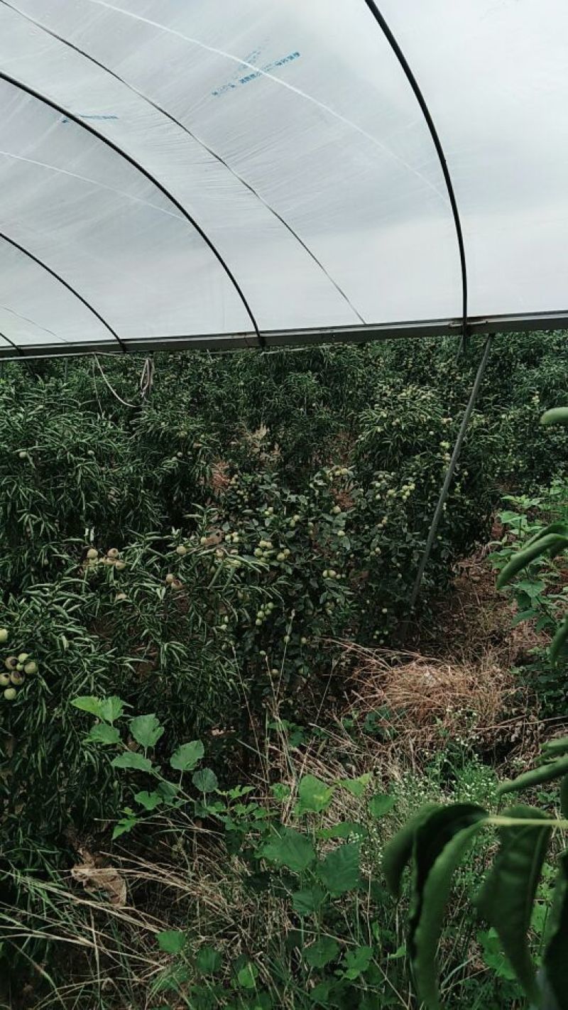 比方大枣以大量上市