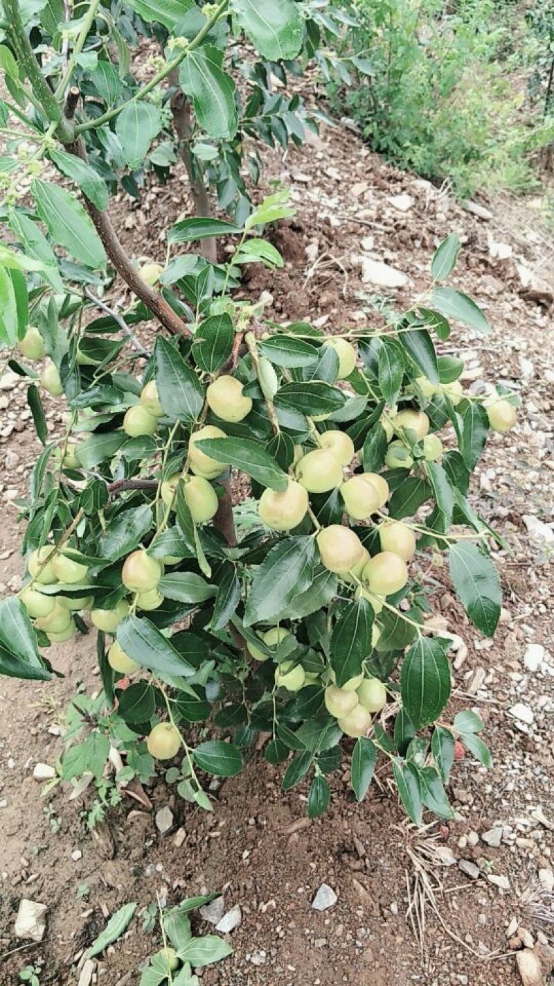 比方大枣以大量上市