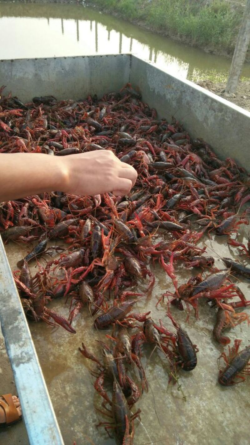 流动水喂养小龙虾，规格齐全