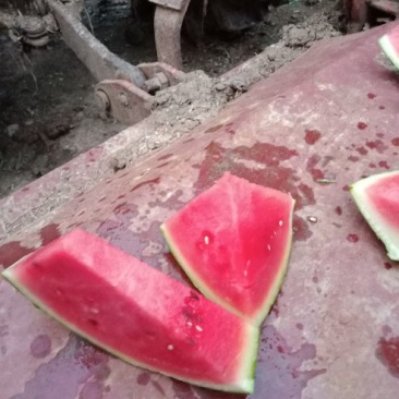 精品黑美人个头，，皮薄肉厚，甜度高，每天现摘现发