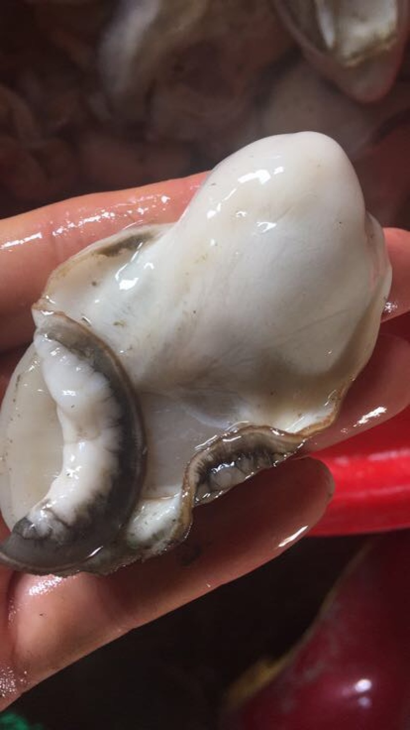 生蚝肉蚝厂直销鲜货现开现卖，有大中小三种规格