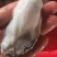 生蚝肉蚝厂直销鲜货现开现卖，有大中小三种规格