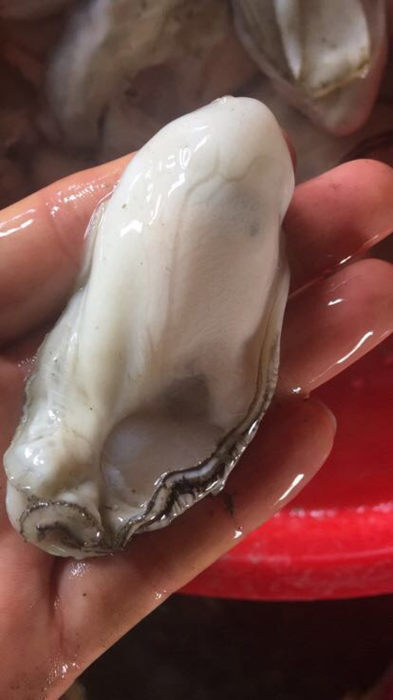 生蚝肉蚝厂直销鲜货现开现卖，有大中小三种规格