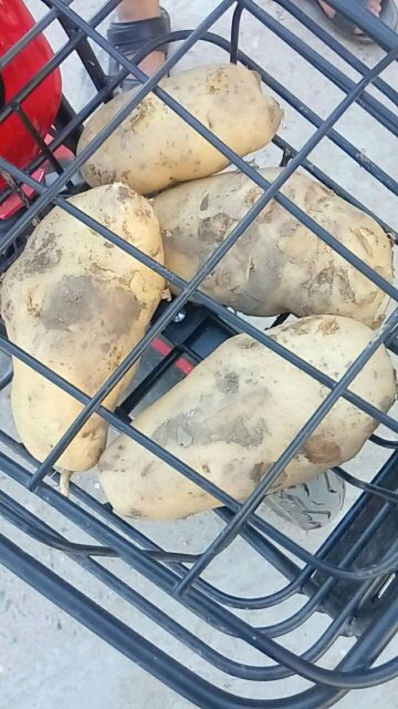 土豆