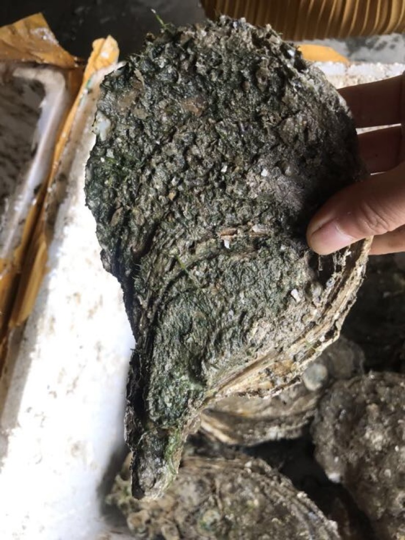 特大生蚝规格在2两至3.5斤左右一个都有