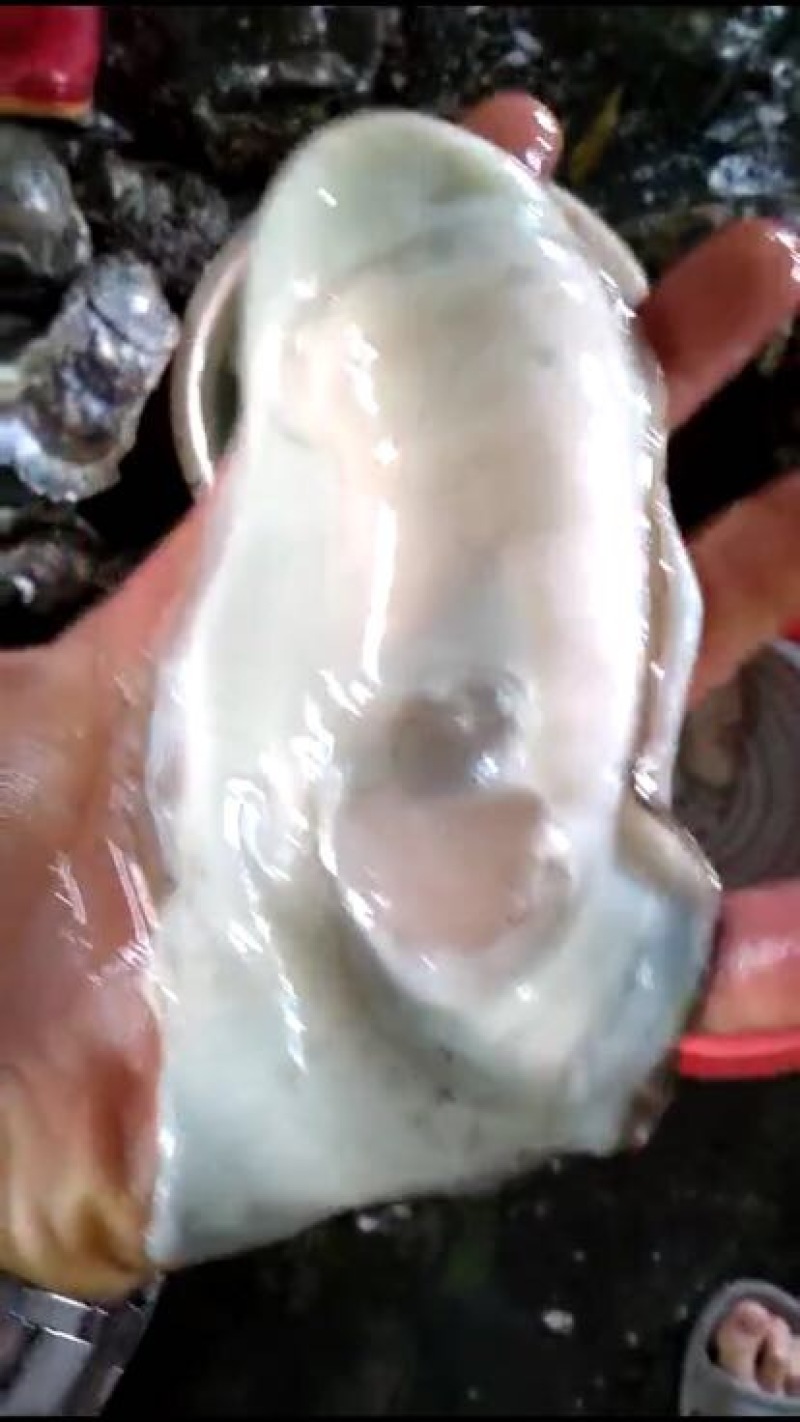 特大生蚝规格在2两至3.5斤左右一个都有
