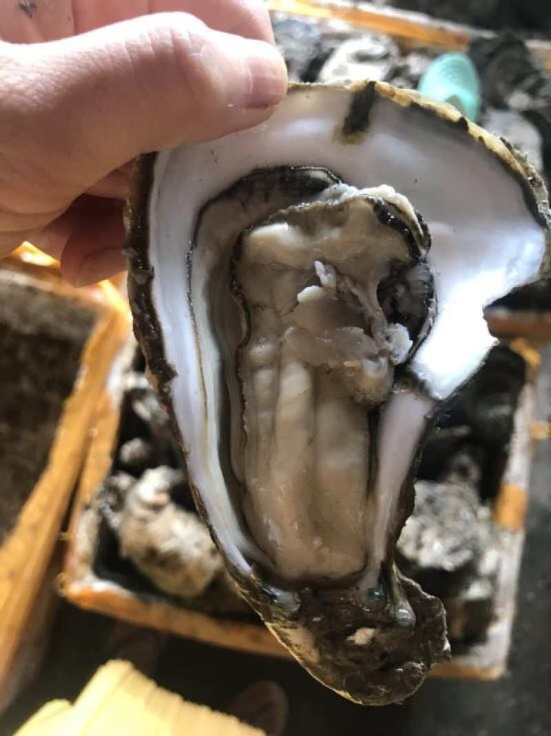 特大生蚝规格在2两至3.5斤左右一个都有