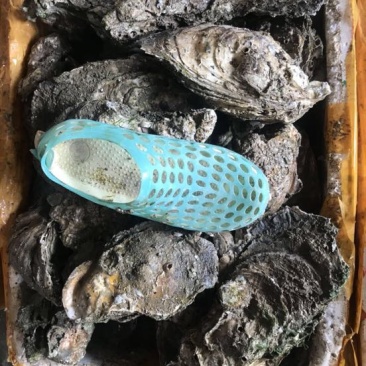 特大生蚝规格在2两至3.5斤左右一个都有
