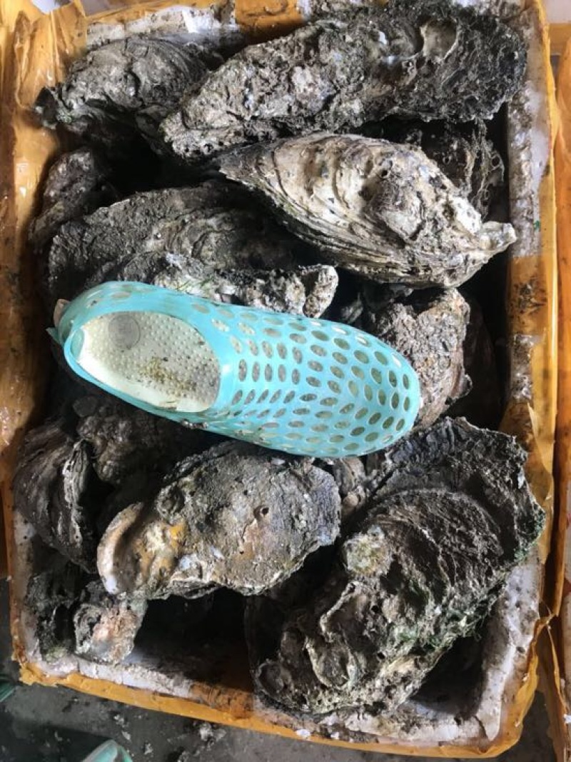 特大生蚝规格在2两至3.5斤左右一个都有