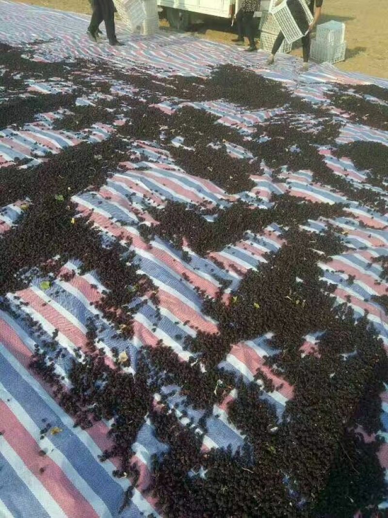 桑椹干无沙无尘养生保健十斤起发一手货源
