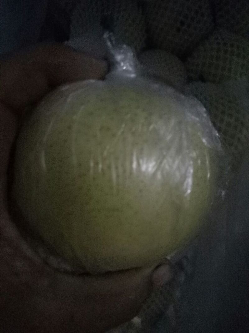 2019年皇冠梨新鲜好货大量上市有需要的