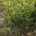 金森女贞！！！！！！！！！！！！！！！！