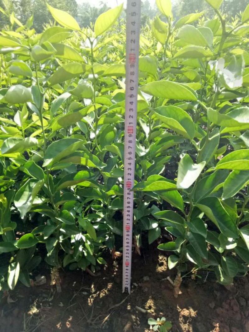 爱媛38号苗30～45cm