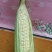 粘玉米