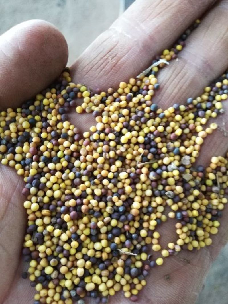 出售四川菜籽，湖北菜籽，内蒙菜籽，新疆,青海菜籽