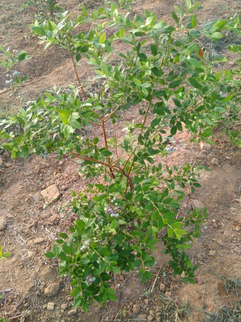 蓝莓