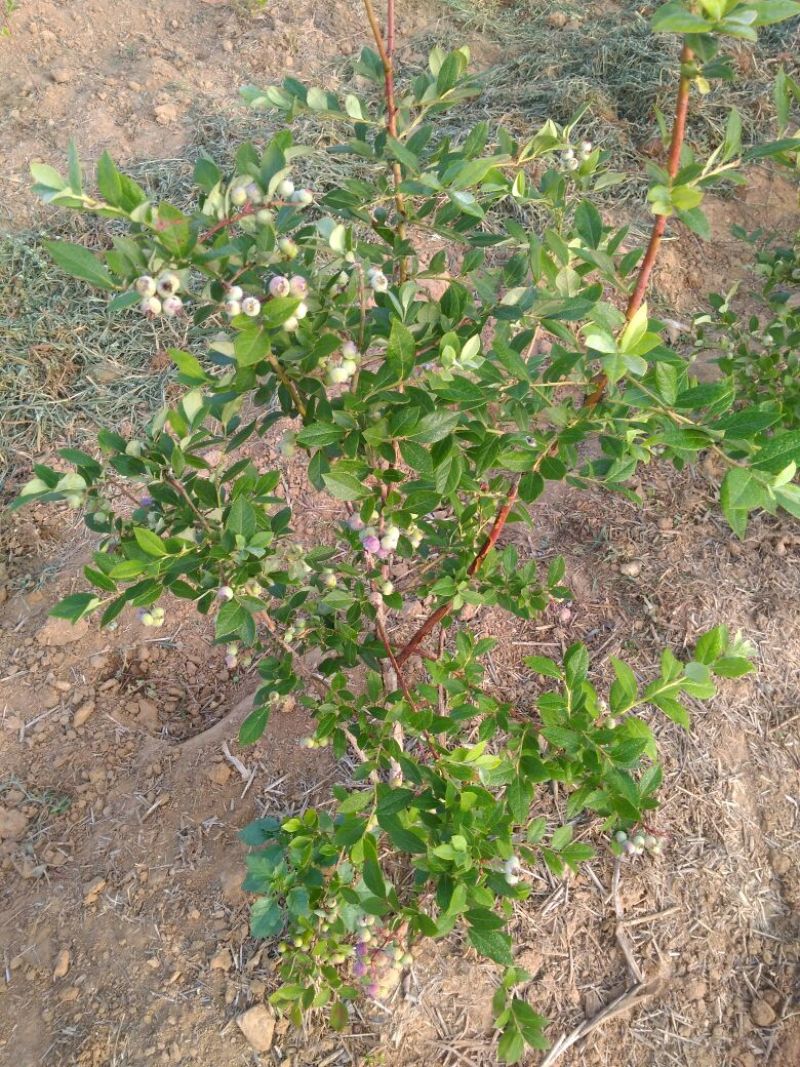 蓝莓