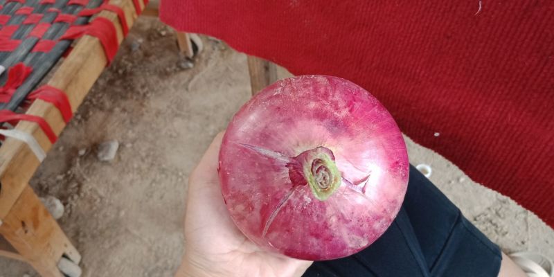 二红大红紫皮洋葱扁洋葱，圆洋葱，水果洋葱河南洋葱