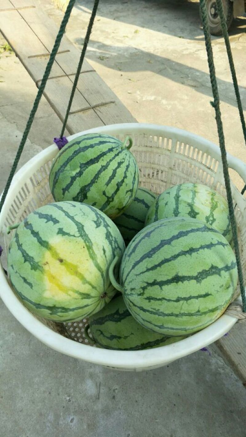 美都无籽，二茬瓜。小西瓜🍉。盐城种植基地。