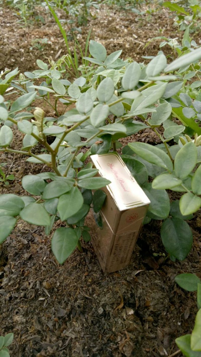 山豆根苗