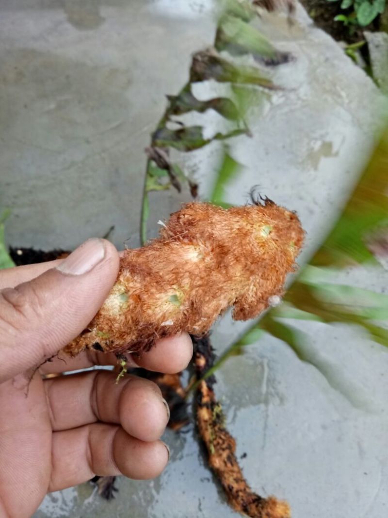 骨碎补