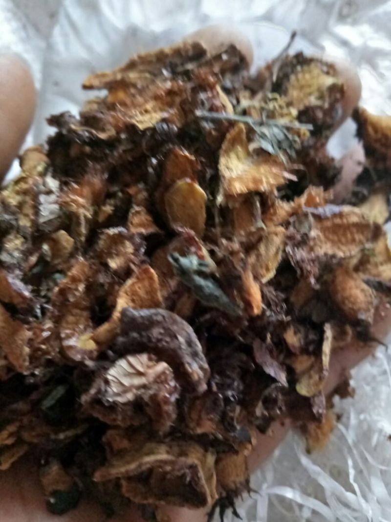 骨碎补