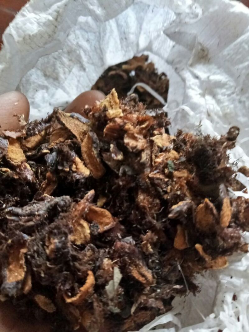 骨碎补