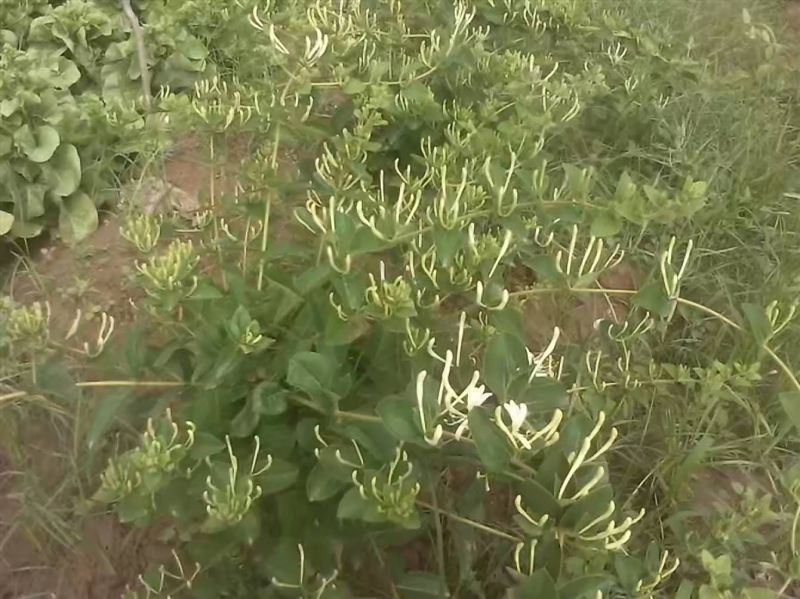 金银花苗
