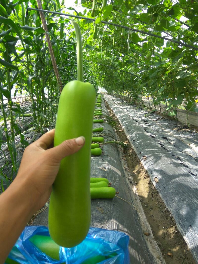 瓠瓜20~30cm5cm以下