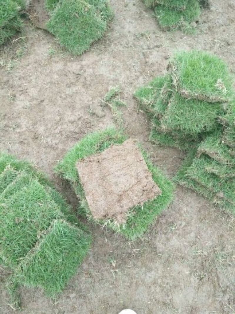 草皮自产自销一手货源