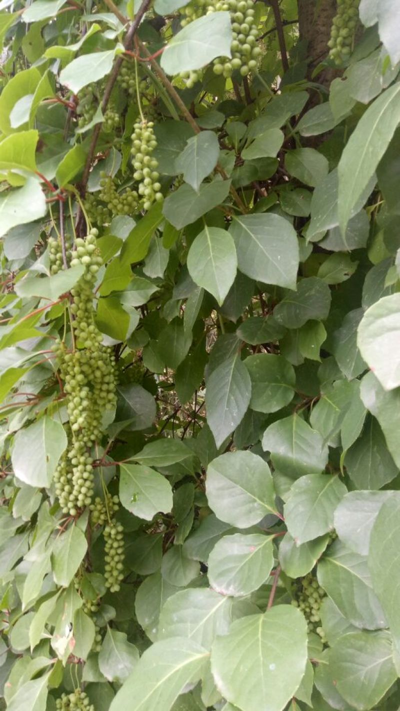 一年生药用五味子训化苗！