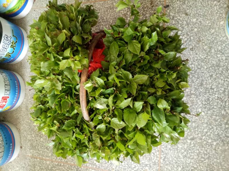 一年生药用五味子训化苗！
