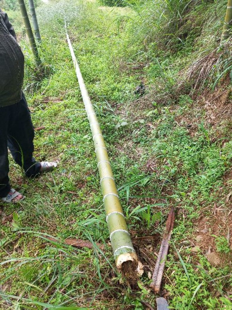 一手优质货源老山老龄毛竹万亩产地直销货源充足欢迎电联
