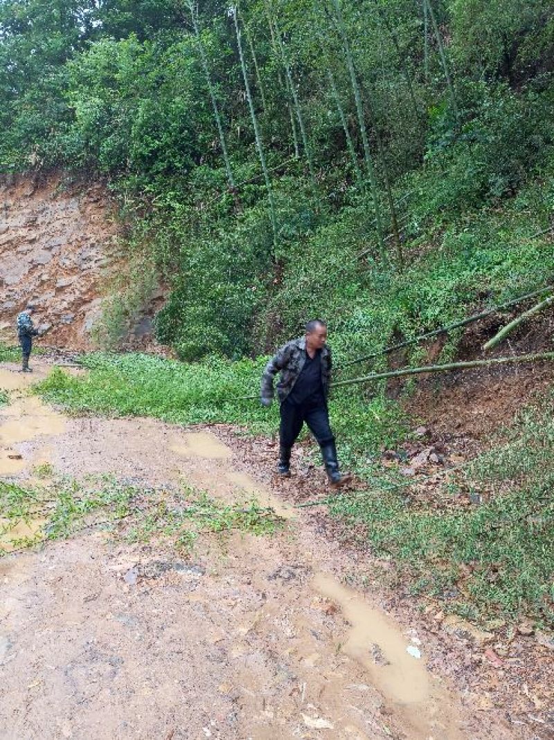 一手优质货源老山老龄毛竹万亩产地直销货源充足欢迎电联