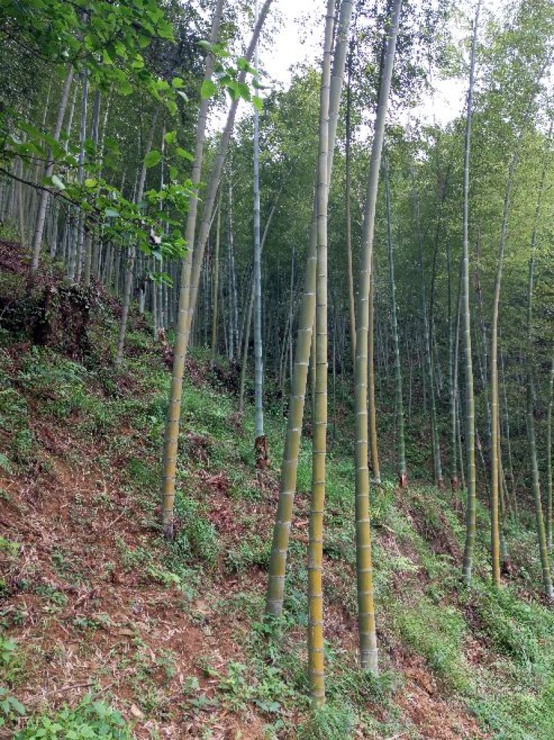 一手优质货源老山老龄毛竹万亩产地直销货源充足欢迎电联
