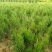 侧柏，侩柏，柏树，侩柏球，为毛球
