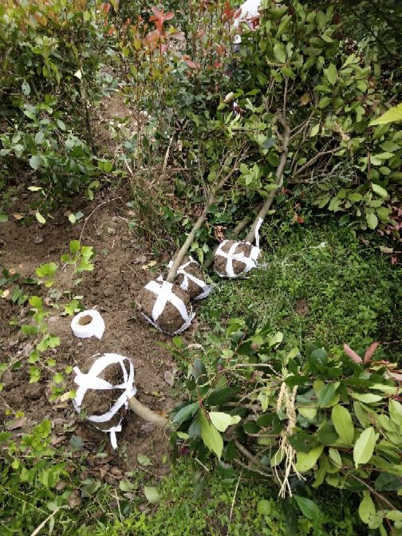 石楠球树