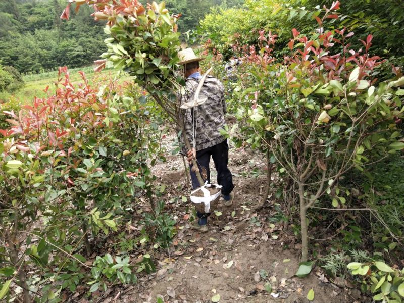 石楠球树