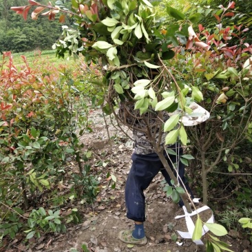 石楠球树