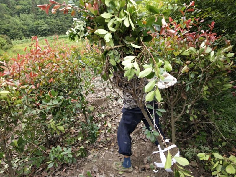 石楠球树