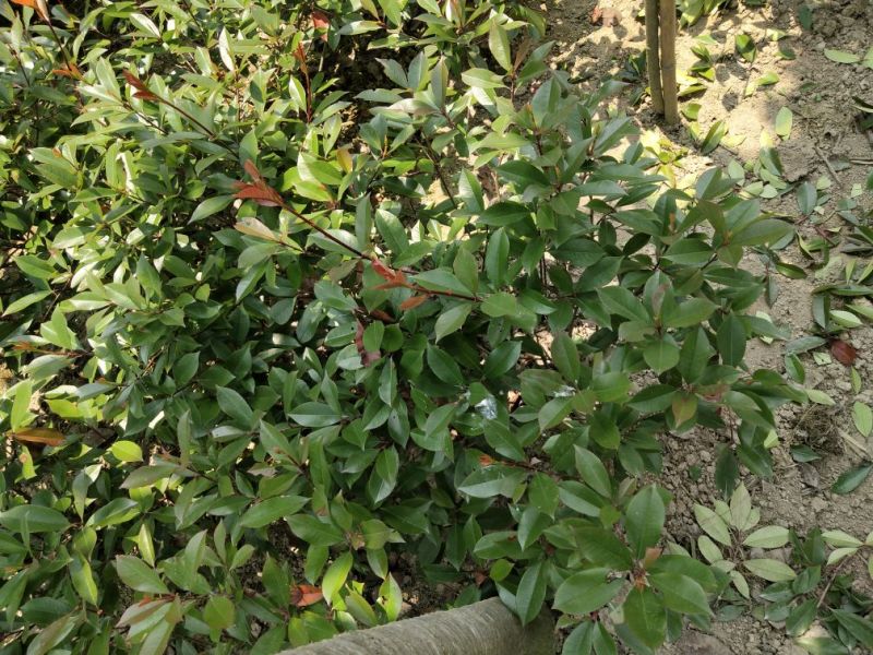 石楠球树