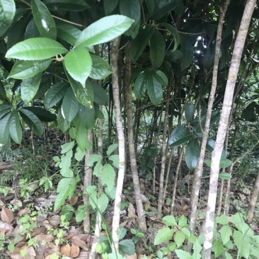 金桂花树苗30~50cm