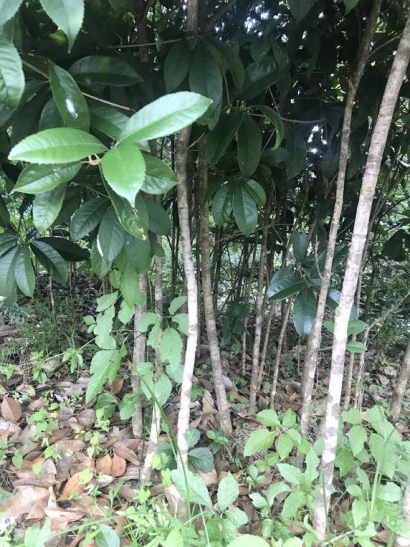 金桂花树苗30~50cm