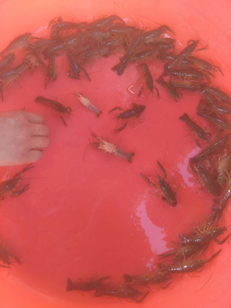 湖北洪湖大量出售优质虾苗！！！！！！！！