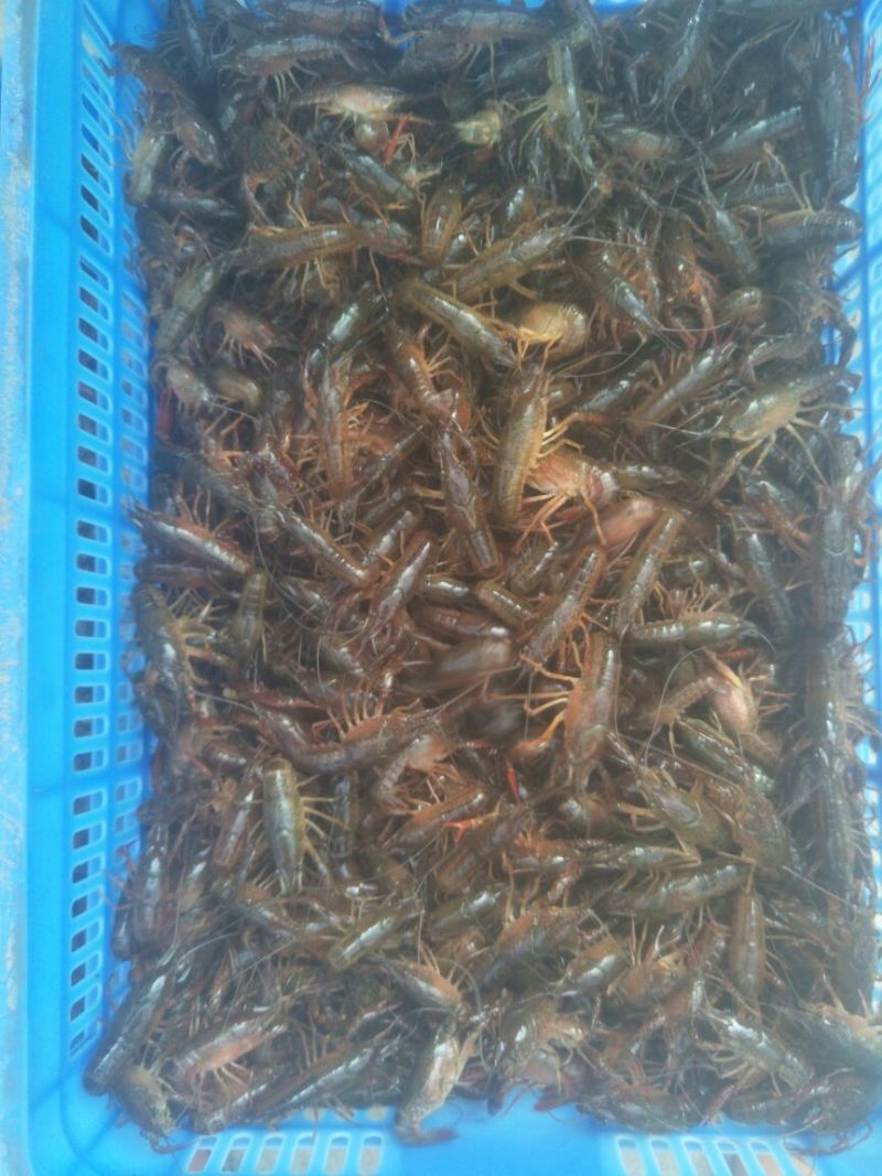 湖北洪湖大量出售优质虾苗！！！！！！！！