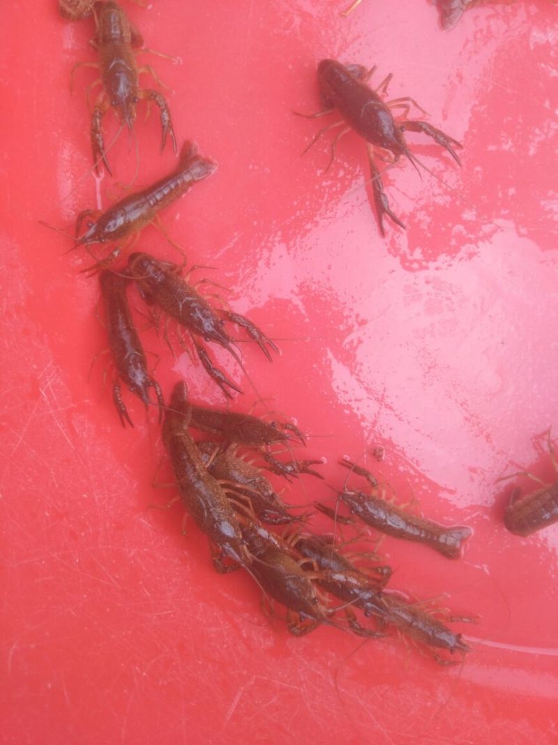 湖北洪湖大量出售优质虾苗！！！！！！！！