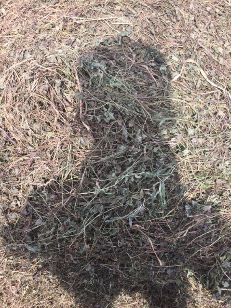 金钱草