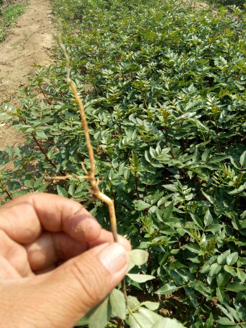 大红袍花椒苗基地直销，保湿邮寄，视频看货