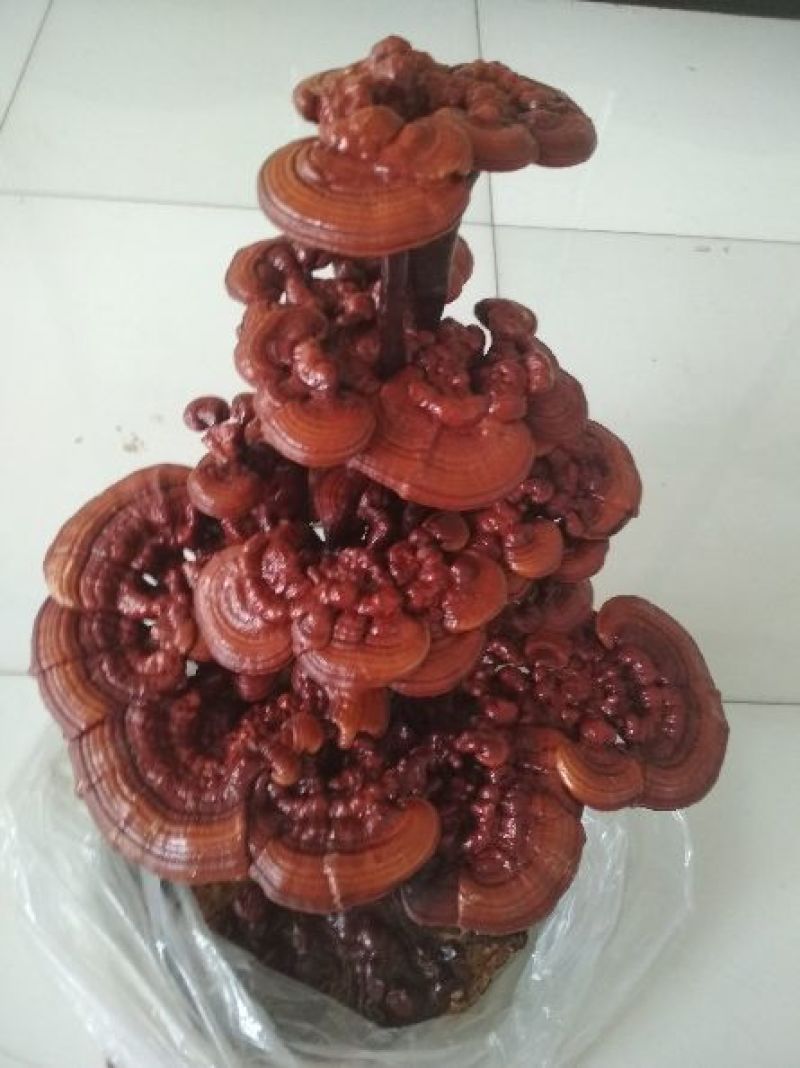 灵芝菌棒正在预订中，有需要的老板赶紧预订……